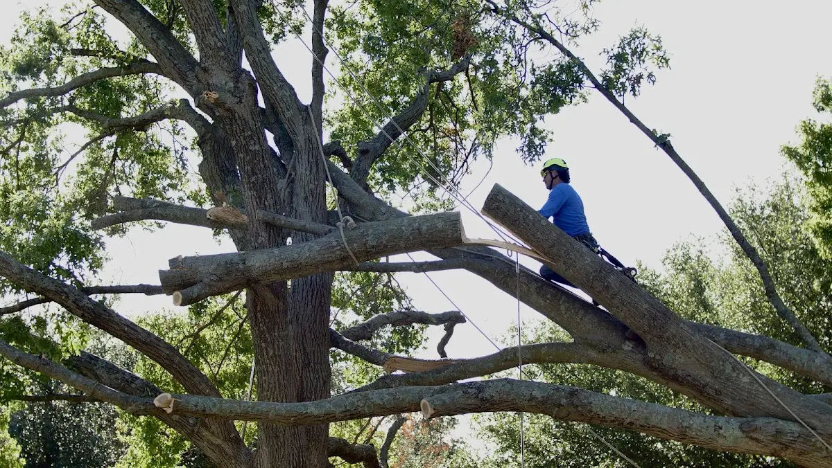 Professional Crown Thinning performed by certified arborists in Swanton
